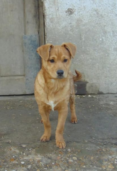 Frisko möchte Zuhause für immer