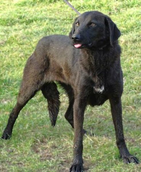 TINA 2 sucht Zuhause