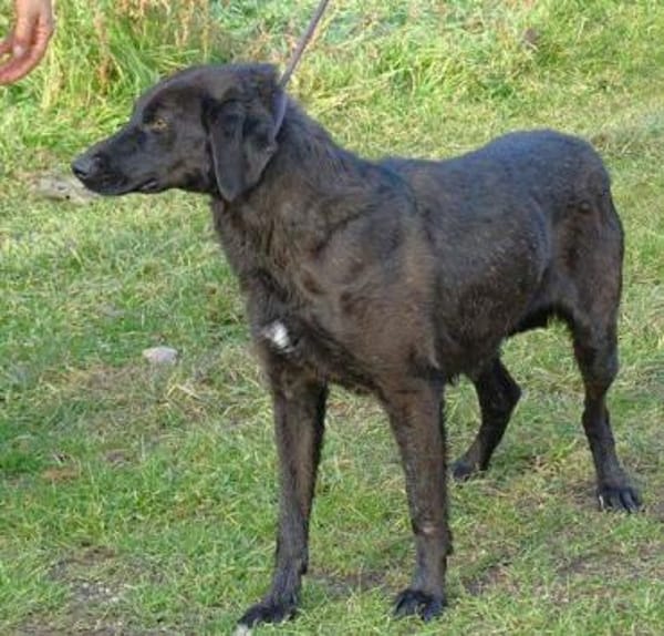 TINA 2 sucht Zuhause