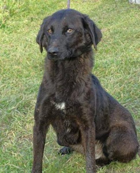 TINA 2 sucht Zuhause