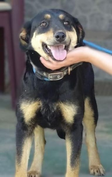 LENKA hat einen Wunsch