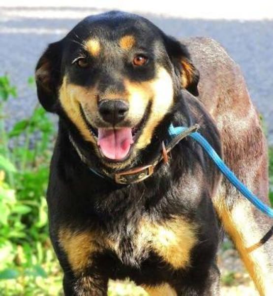 LENKA hat einen Wunsch