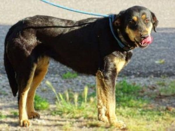 LENKA hat einen Wunsch