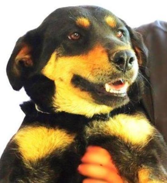 LENKA hat einen Wunsch