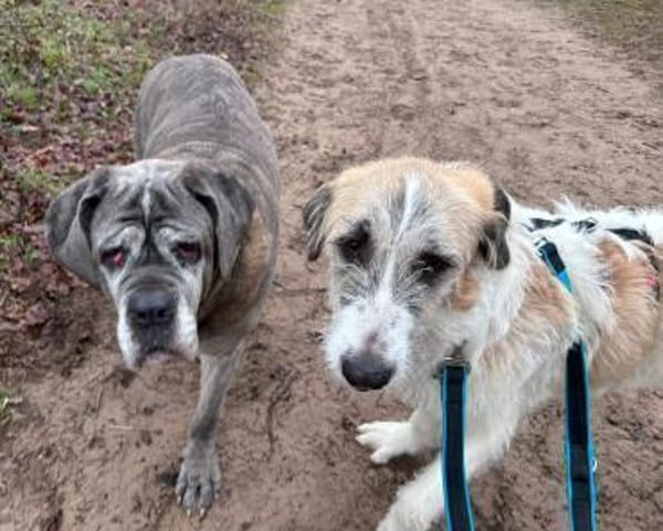 Fussel - verschmust, jung - in DE