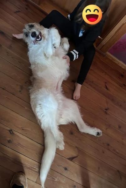 Fussel - verschmust, jung - in DE