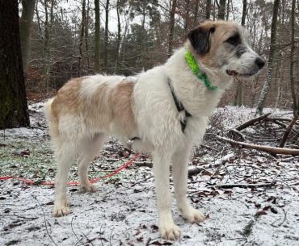 Fussel - verschmust, jung - in DE