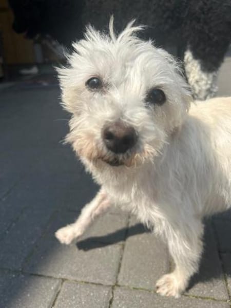 Sammy, Sensibelchen sucht Ruhe