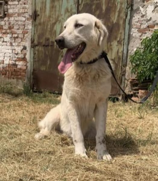 Luna (6) wartet auf ihre Menschen