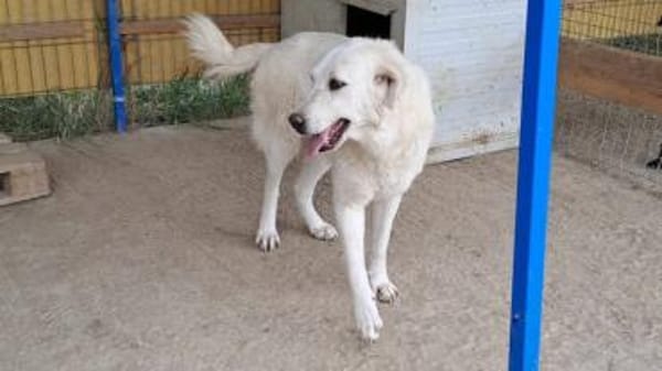 Luna (6) wartet auf ihre Menschen