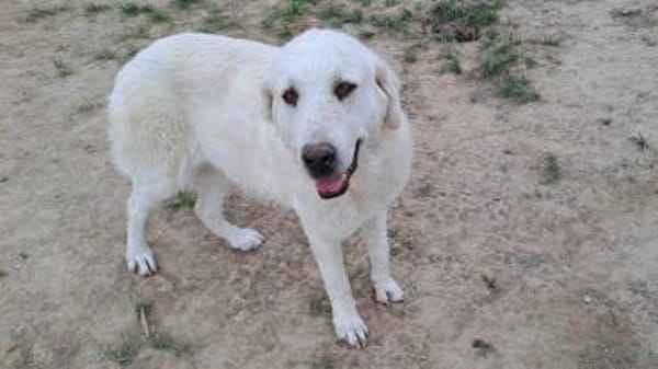 Luna (6) wartet auf ihre Menschen