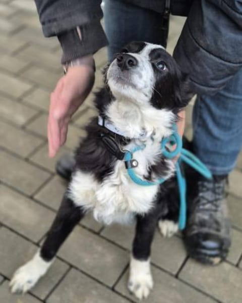 Jerko  sucht Komplizen fürs ganze Leben