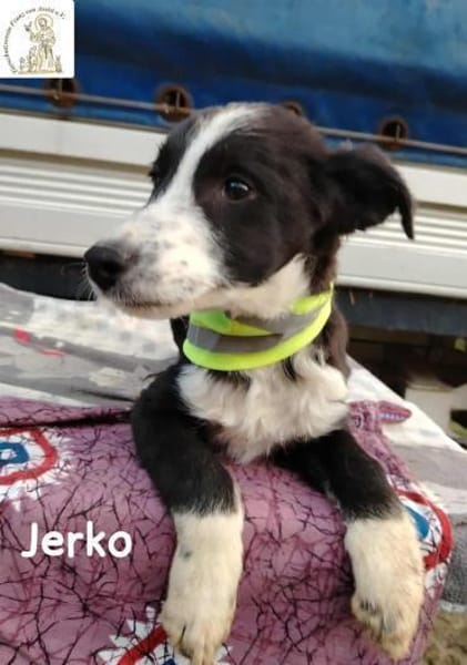 Jerko  sucht Komplizen fürs ganze Leben