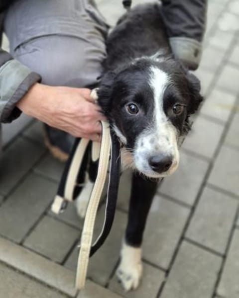 Jerko  sucht Komplizen fürs ganze Leben