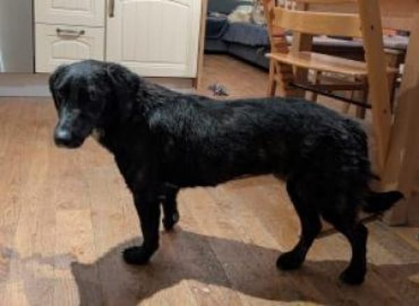 Moritz 38 cm (Pflegestelle)