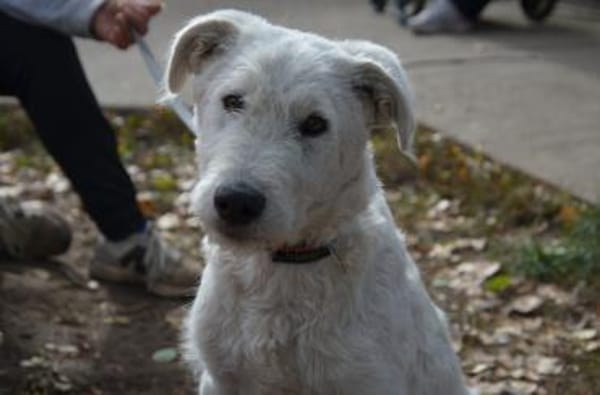 Emil in Thüringen sucht ein Zuhause