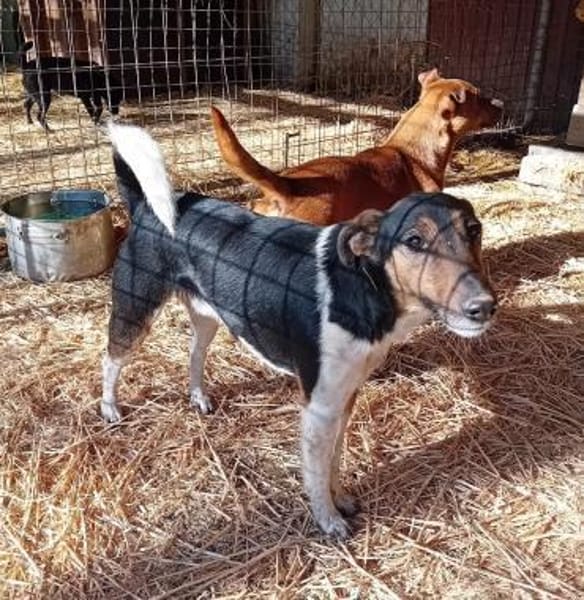 Marci hat leider sein Herrchen verloren