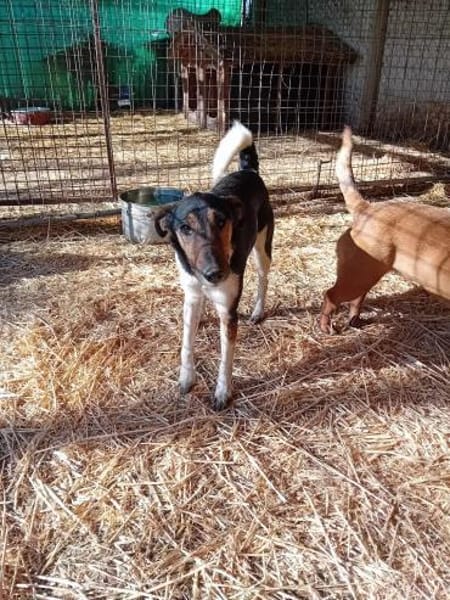 Marci hat leider sein Herrchen verloren