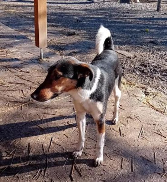 Marci hat leider sein Herrchen verloren