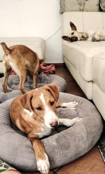 LEO-BEREIT DEIN BESTER FREUND ZU WERDEN