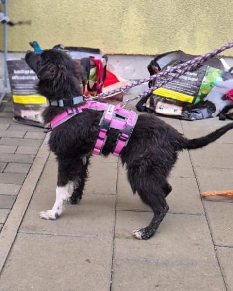 Joss  zu jung für perfekt, aber ...