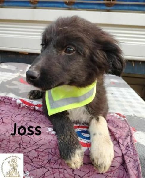 Joss  zu jung für perfekt, aber ...