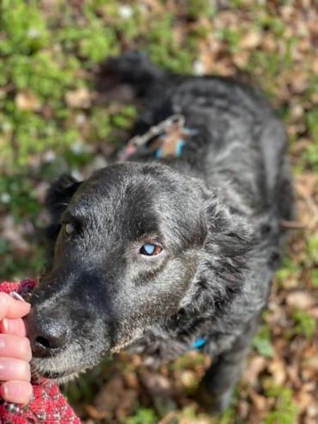 KNOPF ** liebenswerter Senior