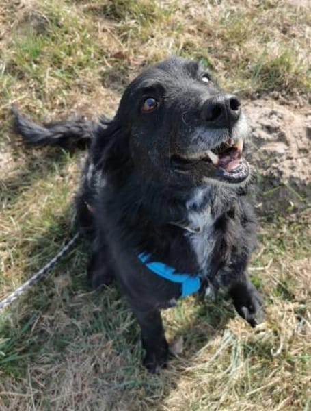 KNOPF ** liebenswerter Senior