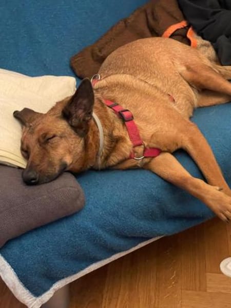 Süße Tiffi sucht ihre Menschen