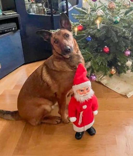 Süße Tiffi sucht ihre Menschen