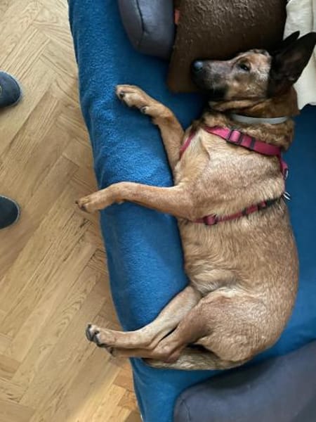 Süße Tiffi sucht ihre Menschen