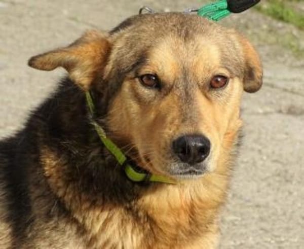 FIDO traeumt vom eigenen Zuhause