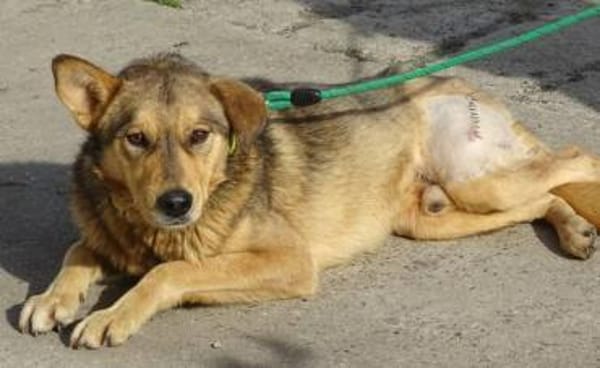 FIDO traeumt vom eigenen Zuhause