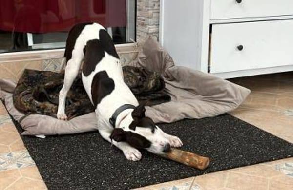 liebe Hündin sucht konsequente Familie