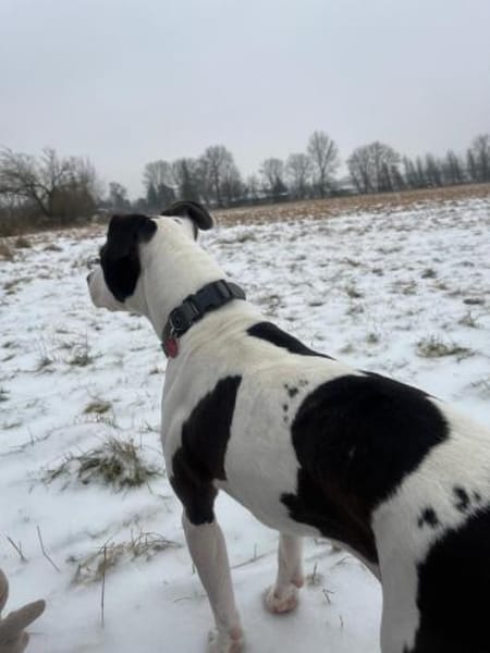 liebe Hündin sucht konsequente Familie