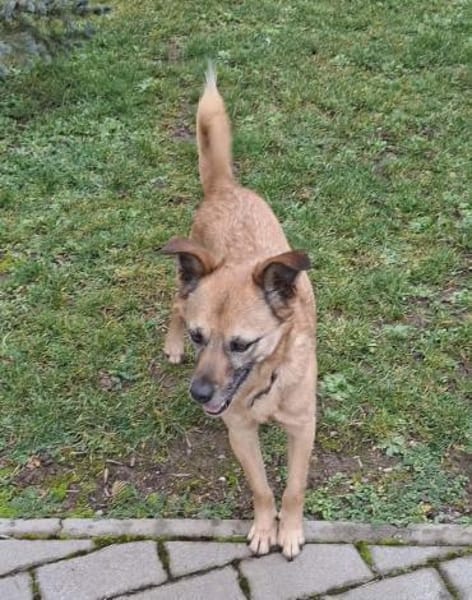 Bo - liebt Kuscheleinheiten