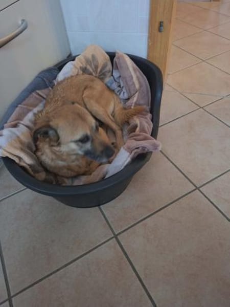 Bo - liebt Kuscheleinheiten