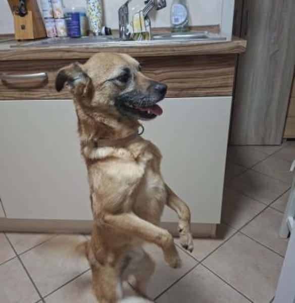 Bo - liebt Kuscheleinheiten