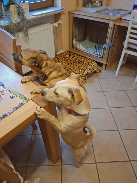 Bo - liebt Kuscheleinheiten