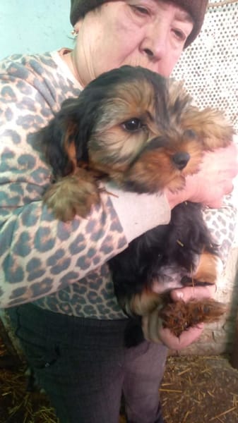 Morci - PP, hübscher kleiner Yorkijunge