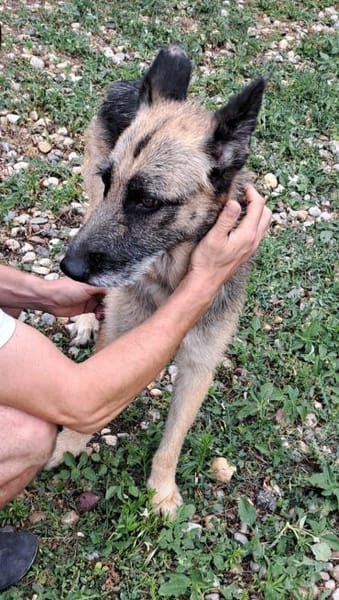 FRUMOASA sucht ihr Zuhause