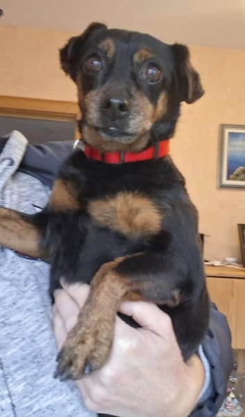 Romeo - er liebt jeden Menschen