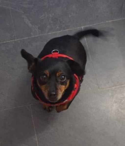 Romeo - er liebt jeden Menschen