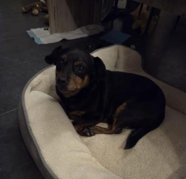 Romeo - er liebt jeden Menschen