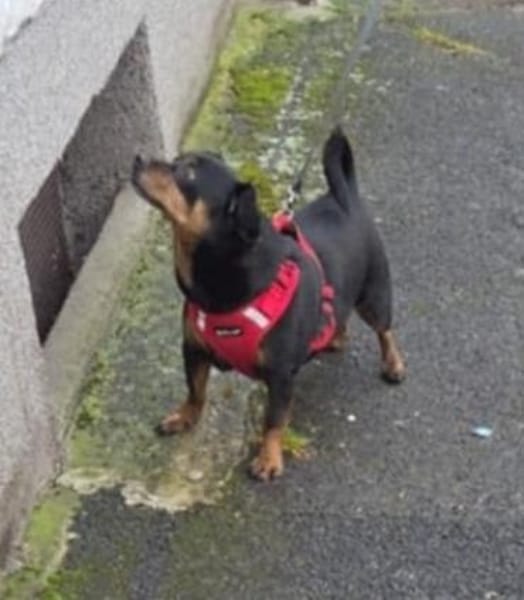 Romeo - er liebt jeden Menschen