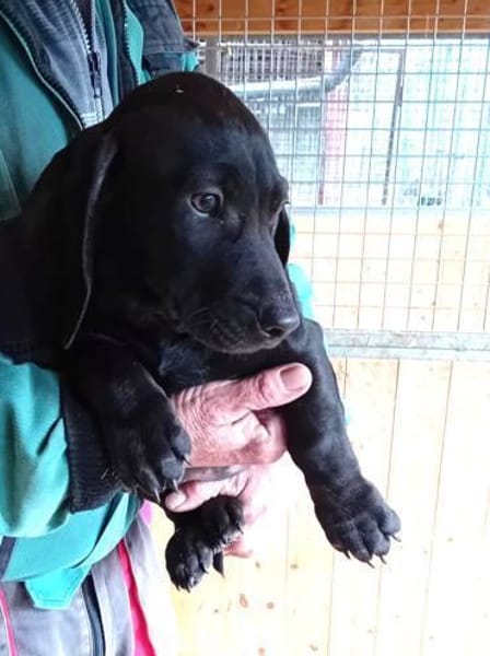 Zalan wurde einfach ausgesetzt