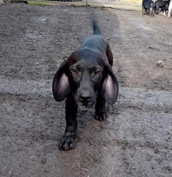 Zalan wurde einfach ausgesetzt