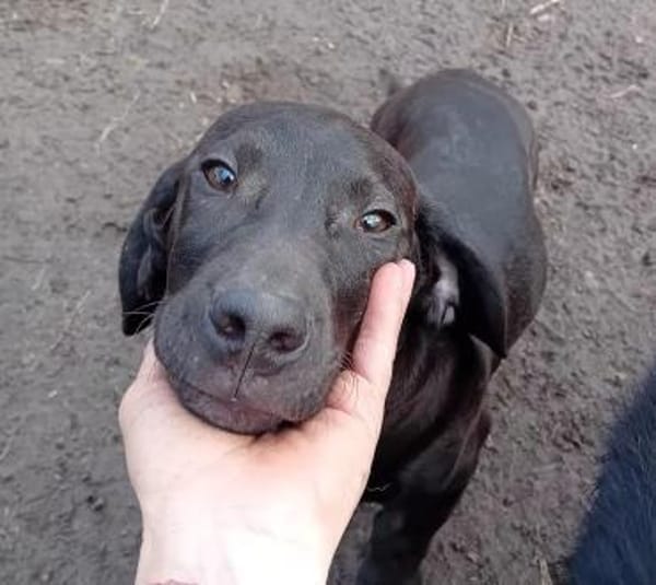 Zalan wurde einfach ausgesetzt