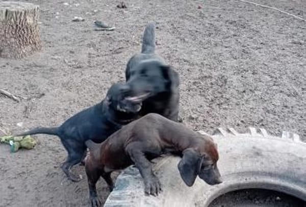 Zalan wurde einfach ausgesetzt