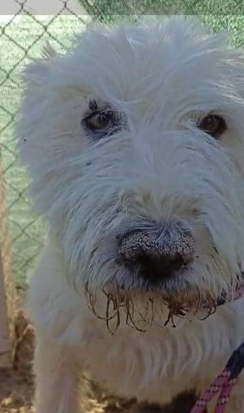 VICKY - Wuschel sucht Zuhause